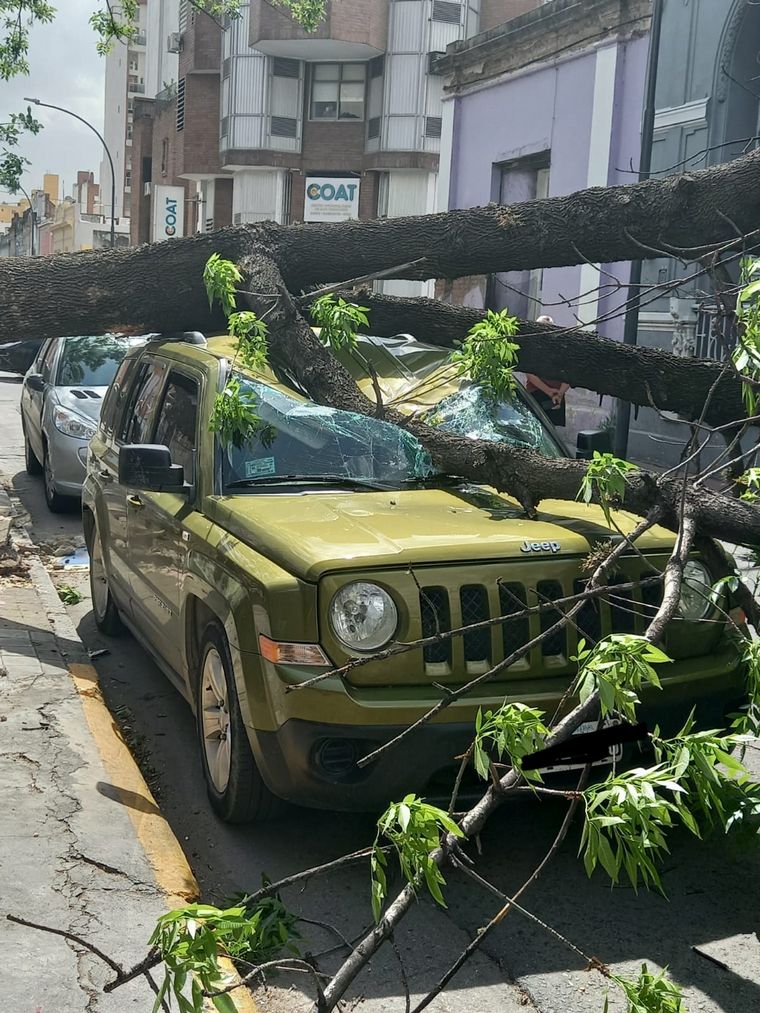 Un árbol cayó sobre una camioneta en ciudad de Córdoba.