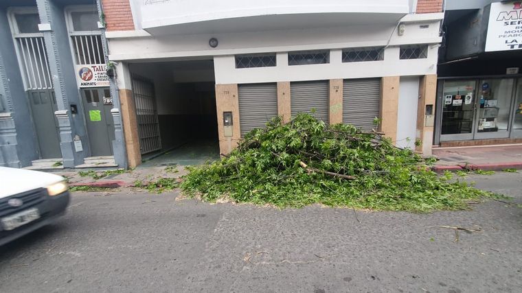 Un árbol aplastó una camioneta y no hay muertos de milagro.