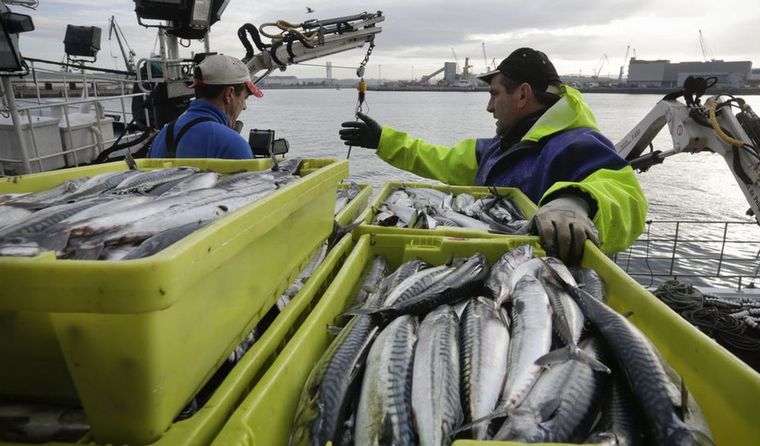 FOTO: Disponen una fuerte reducción a retenciones al pescado.