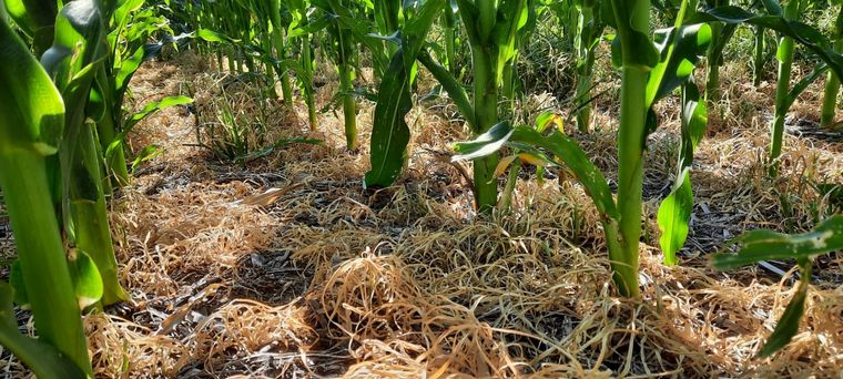 Brucia: el herbicida flexible en la rotación de cultivos