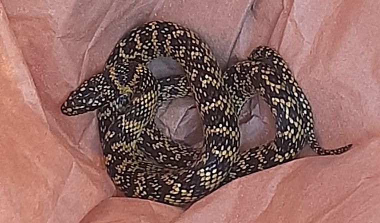 Atraparon dos serpientes en la calle en Córdoba capital