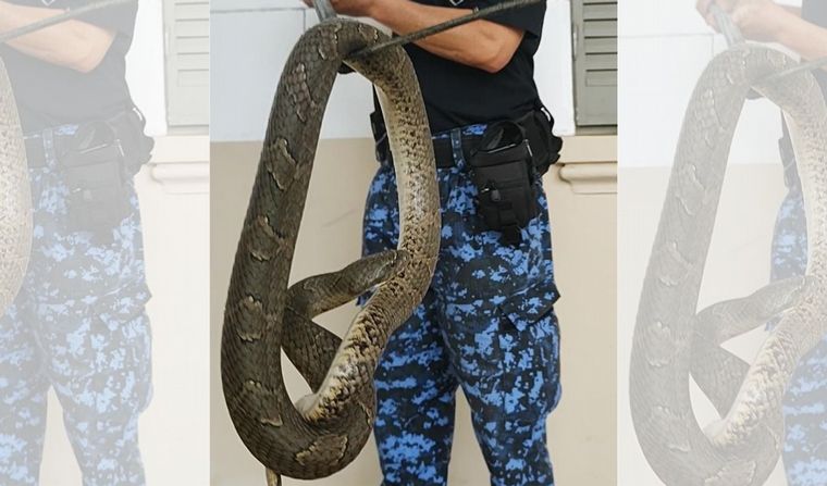FOTO: Atraparon dos serpientes en la calle en Córdoba capital