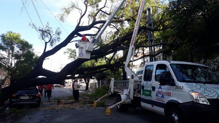 FOTO: El temporal en Córdoba provocó la caída de árboles.