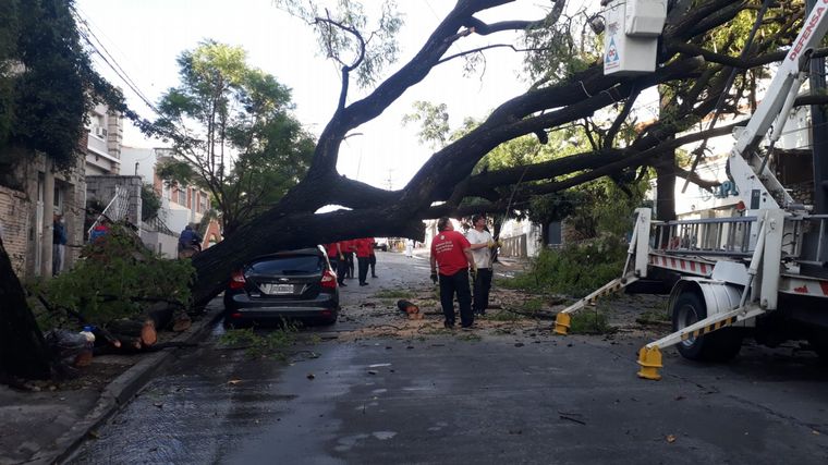 FOTO: El temporal en Córdoba provocó la caída de árboles.