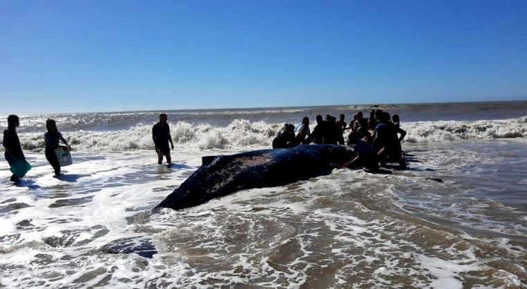Rescataron y devolvieron al mar a una ballena varada en Villa Gesell