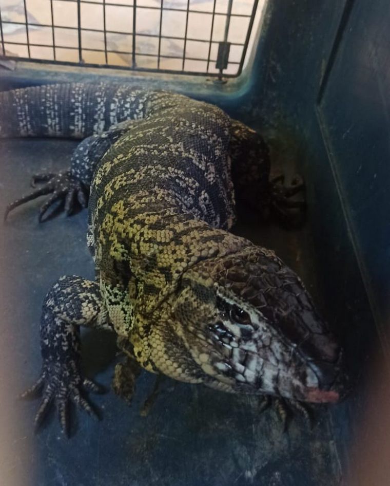 Encontraron un lagarto overo en el barrio Bella Vista.