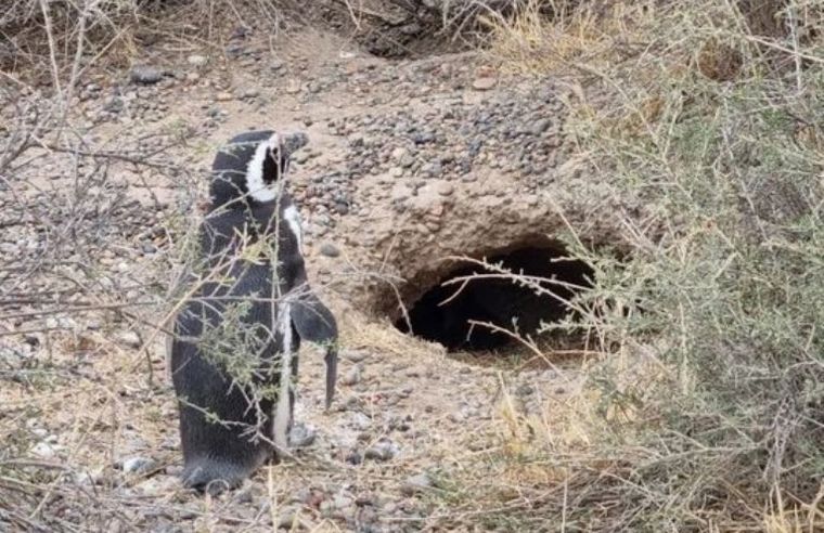 Los pingüinos en la Reserva Punta Tombo, en Chubut. (Foto: ADNSUR)