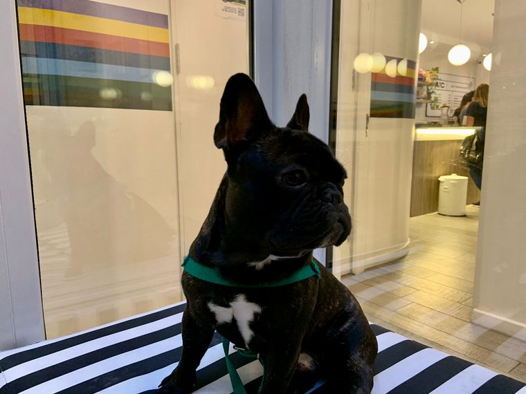 Pet Friendly Mar del Plata