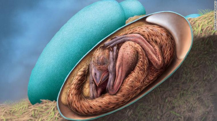 FOTO: Descubren un fósil de huevo de dinosaurio en perfecto estado