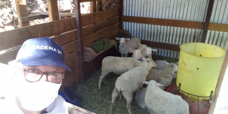FOTO: Los Cocos Expo, una granja para conocer la crianza de ovejas.