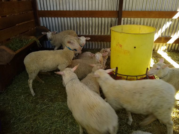 FOTO: Los Cocos Expo, una granja para conocer la crianza de ovejas.