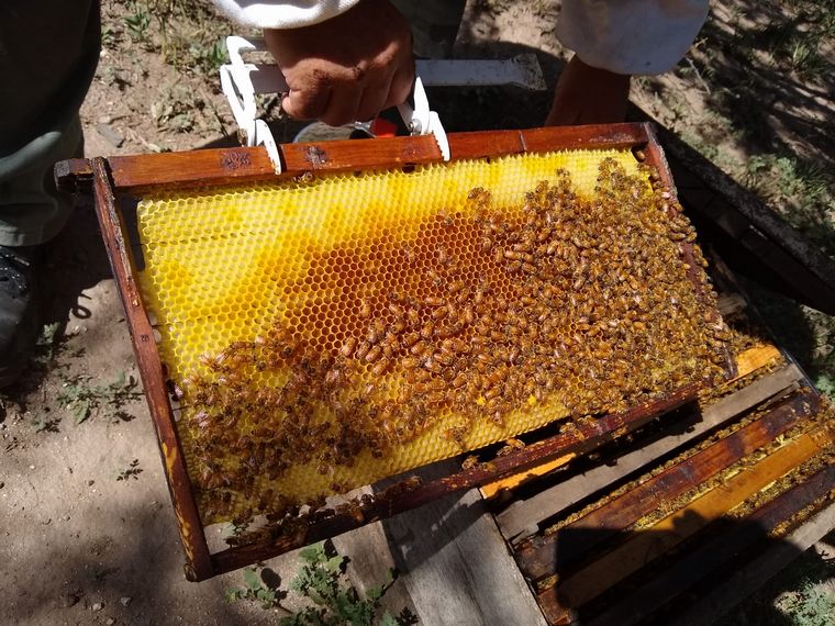 FOTO: Orlando Morales fue apicultor por un día en San Marcos Sierras.