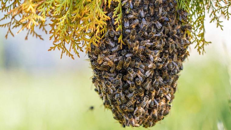 FOTO: Enjambre de abejas
