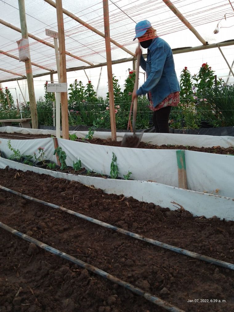 Transformaron terrenos baldíos en invernaderos para flores