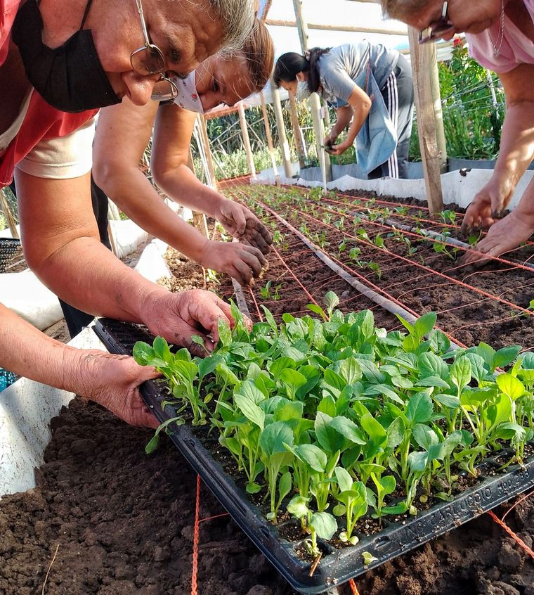 FOTO: Transformaron terrenos baldíos en invernaderos para flores