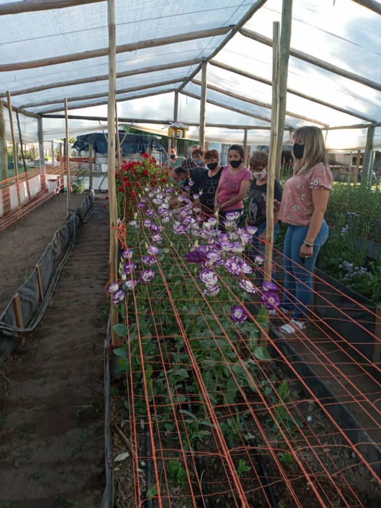 FOTO: Transformaron terrenos baldíos en invernaderos para flores