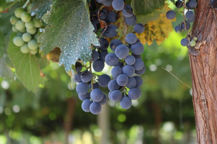 Visitamos la Bodega Santa Julia