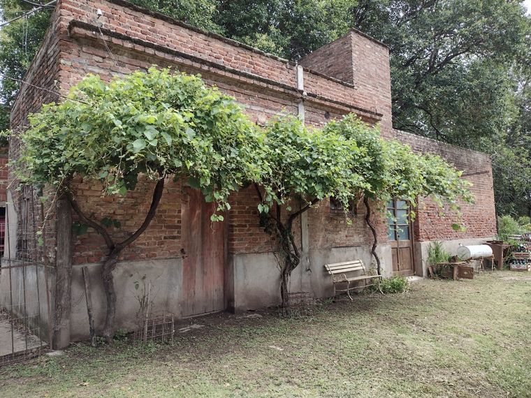 Almacén D'Olivo, expertos en la producción de polenta blanca