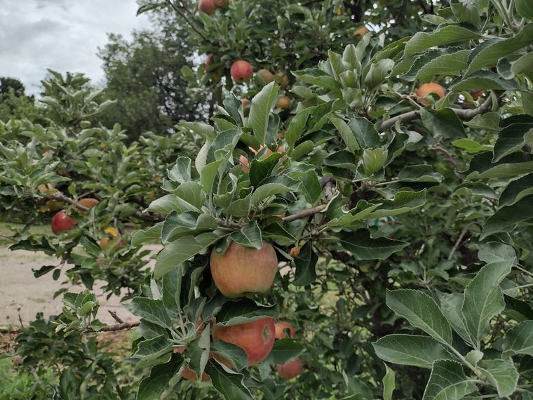 Matías Arrieta visitó Casa Semilla, restaurant de Colonia Caroya
