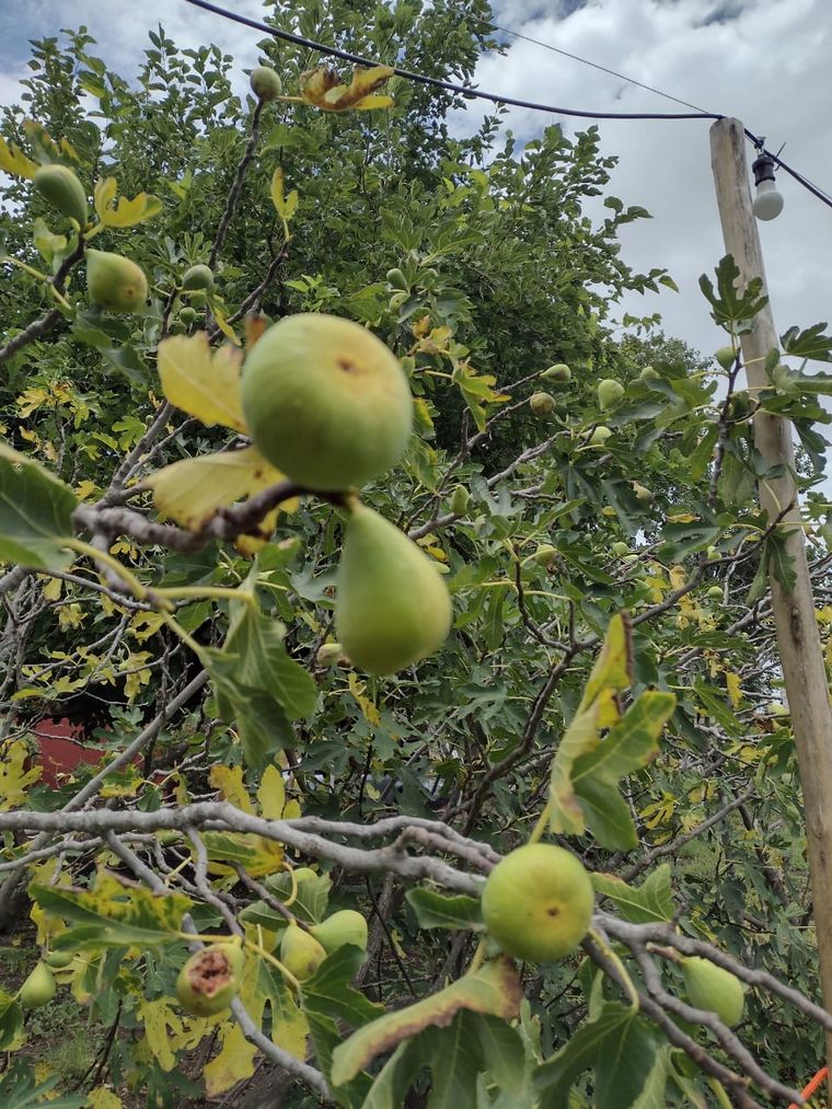 Matías Arrieta visitó Casa Semilla, restaurant de Colonia Caroya