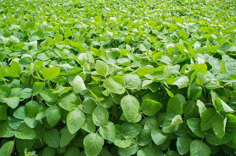 Howler, producto que sube defensas y el rinde de la soja