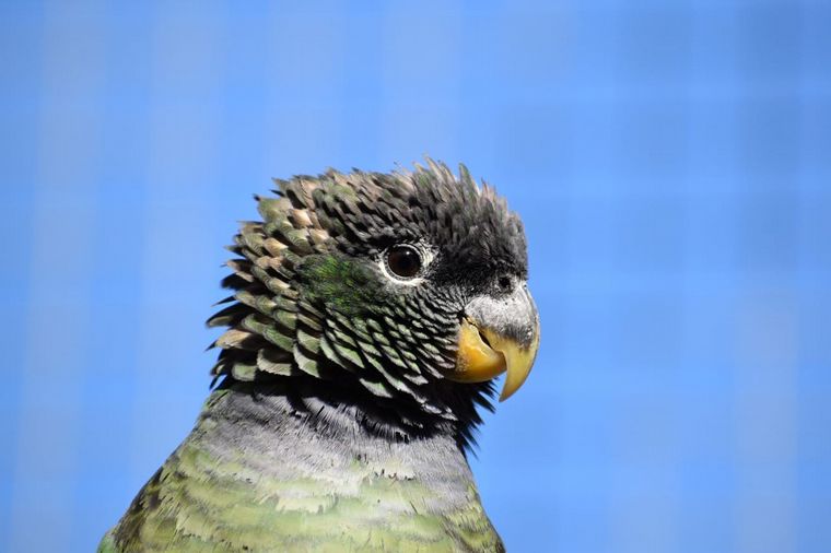 Centro de Conservación Aguará