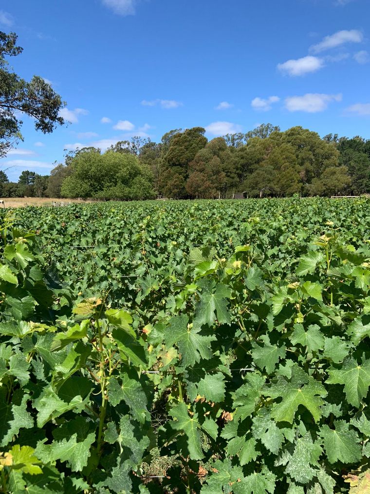 Costa y Pampa de Trapiche, primera bodega oceánica de Latinoamérica.
