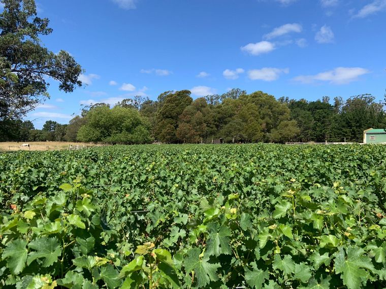 Costa y Pampa de Trapiche, primera bodega oceánica de Latinoamérica.