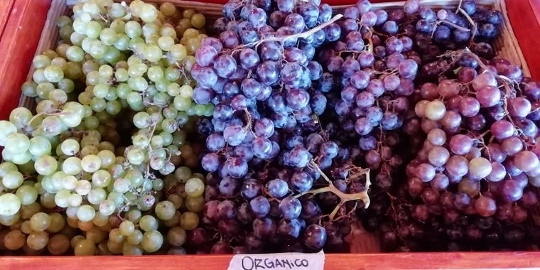 Aloe, producción y consumo consciente y responsable en Traslasierra