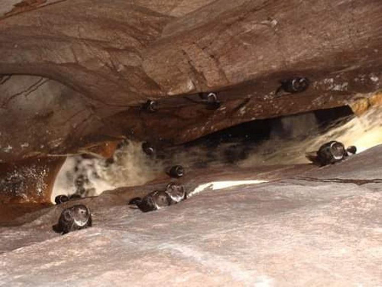 a de los Pajaritos fue distinguida en 2008 como la 7° Maravilla Natural.
