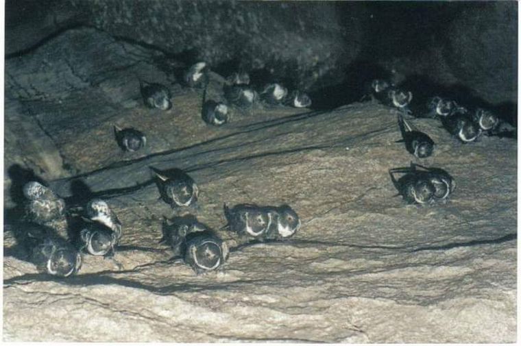 a de los Pajaritos fue distinguida en 2008 como la 7° Maravilla Natural.