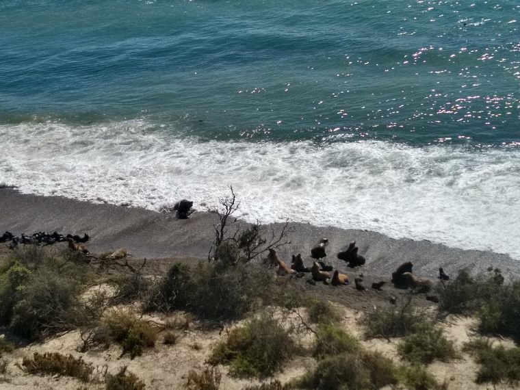 FOTO: Lobos marinos en Península Valdés
