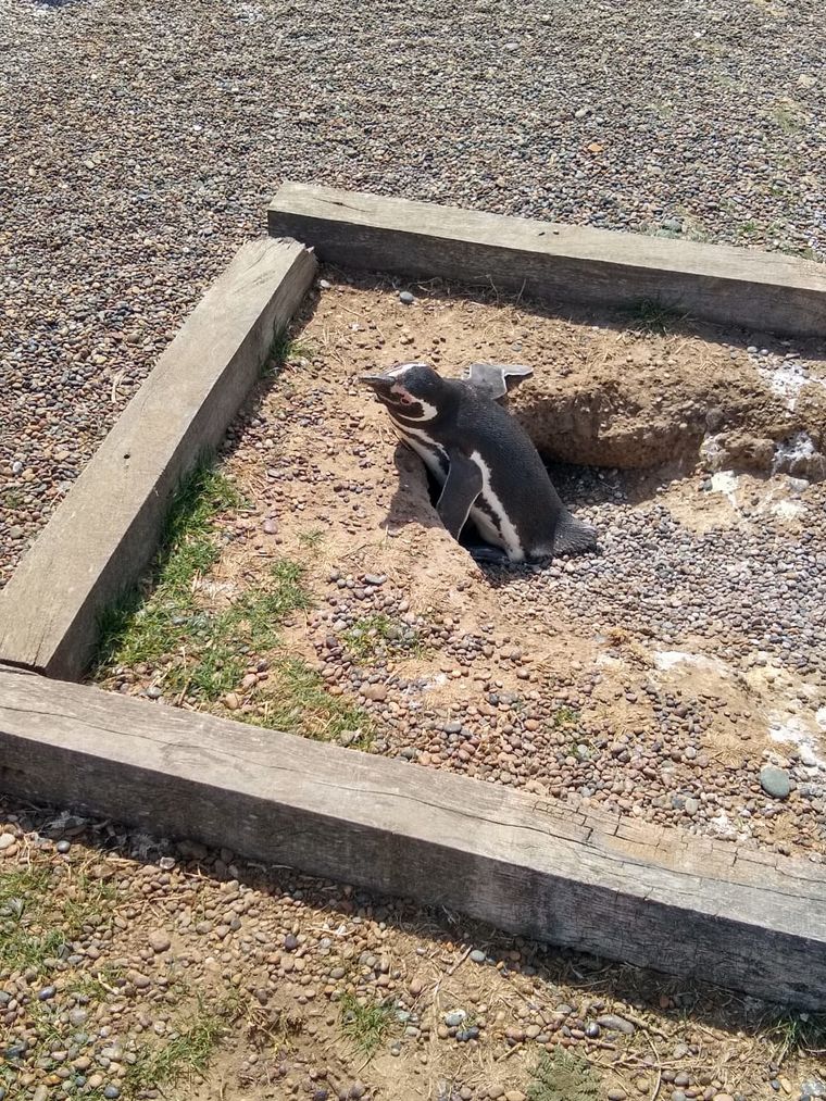 Las pingüineras en Estancia San Lorenzo