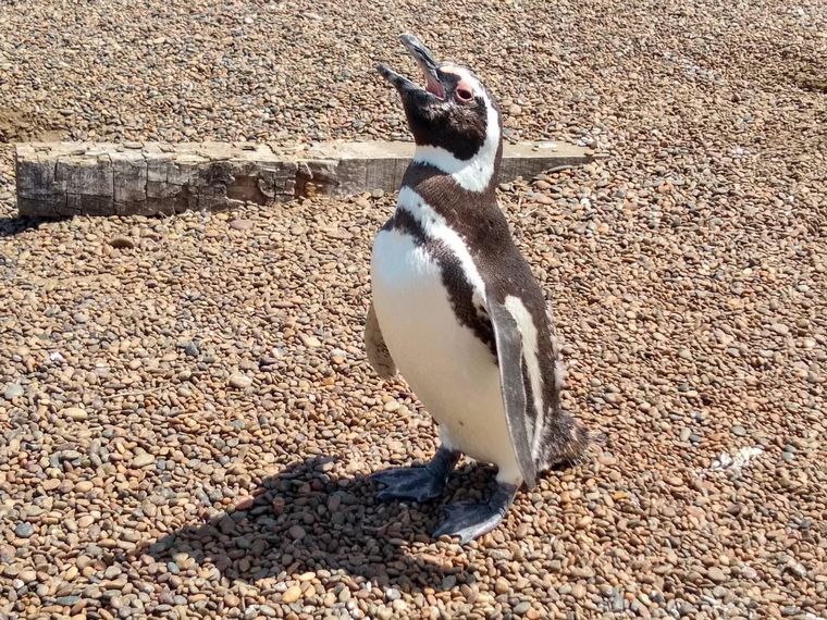 FOTO: Las pingüineras en Estancia San Lorenzo