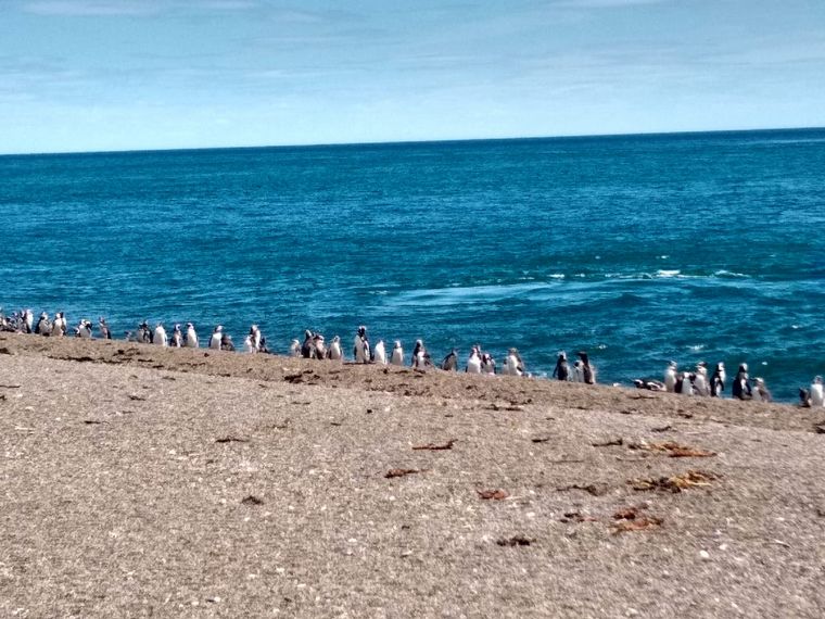 Las pingüineras en Estancia San Lorenzo