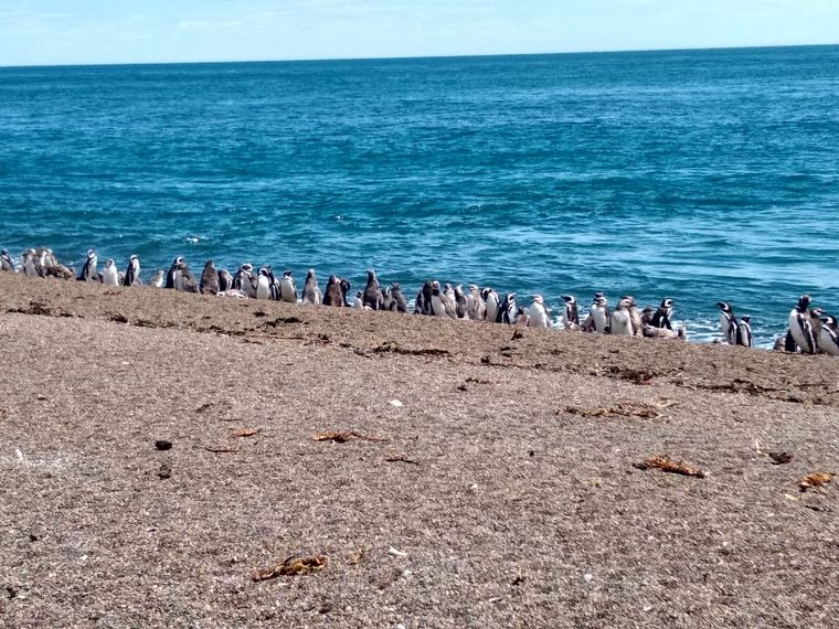 Las pingüineras en Estancia San Lorenzo