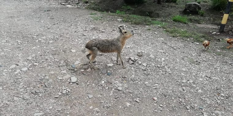 Tatú Carreta, una reserva natural de mas de 60 hectáreas
