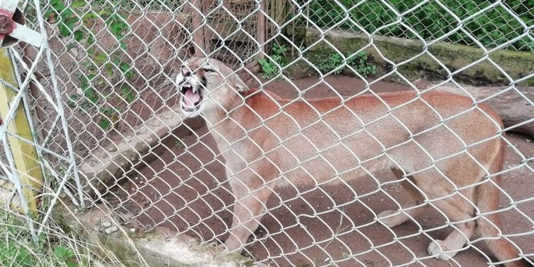 Tatú Carreta, una reserva natural de mas de 60 hectáreas