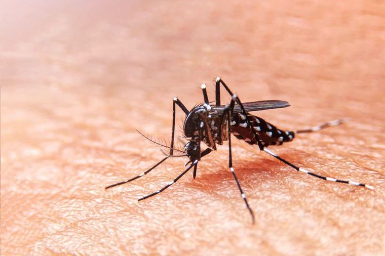 FOTO: Mosquito del dengue