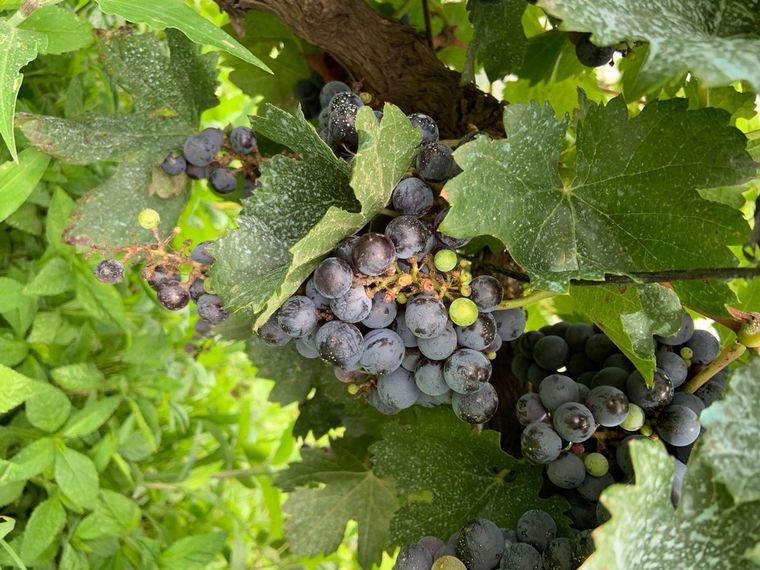 Finca Rosel, para desconectarse y vivir la naturaleza