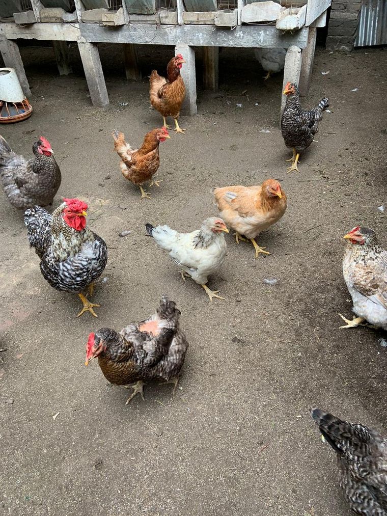 Finca Rosel, para desconectarse y vivir la naturaleza