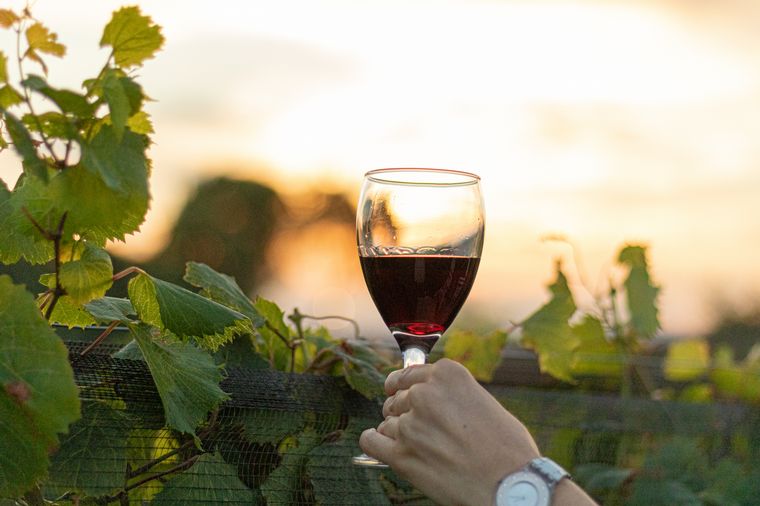 FOTO: El sector vitivinícola será uno de los alcanzados por la medida. 