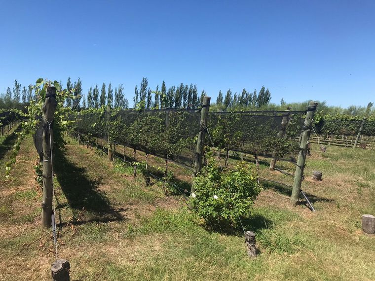 La Urumpta, un nuevo viñedo y bodega en Río Cuarto
