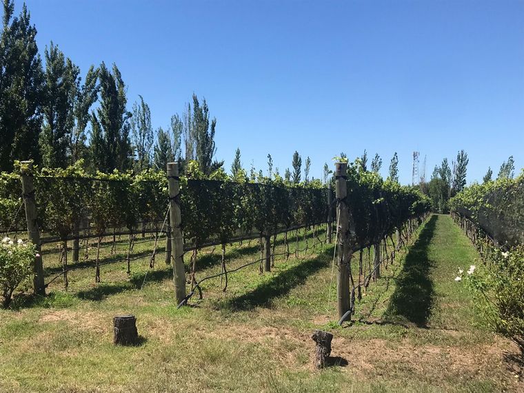 La Urumpta, un nuevo viñedo y bodega en Río Cuarto