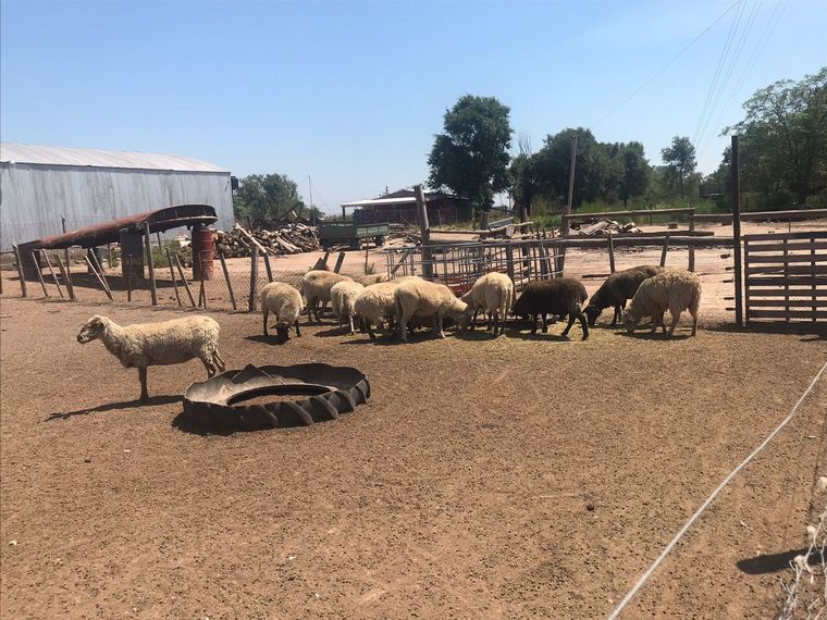 Edén: arborismo, pileta y granja educativa