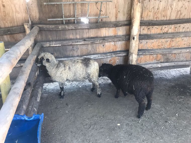 Edén: arborismo, pileta y granja educativa