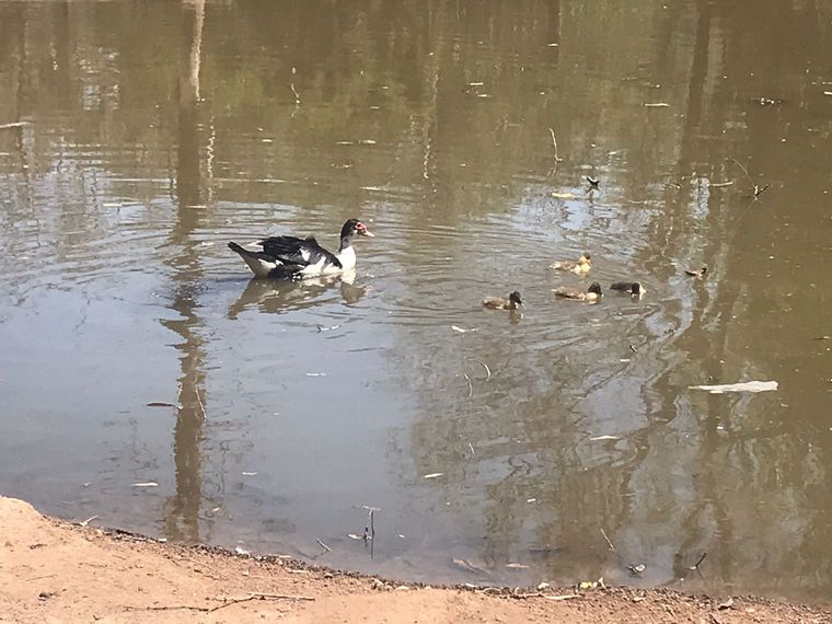 Edén: arborismo, pileta y granja educativa