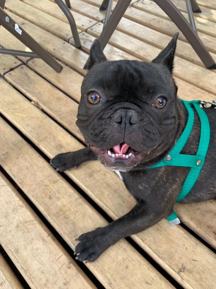 Para los amantes de las mascotas, el local es pet friendly.