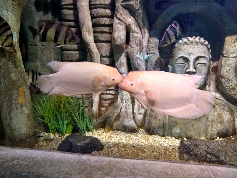 Acuario Oceánico, una de las grandes atracciones de Camboriú