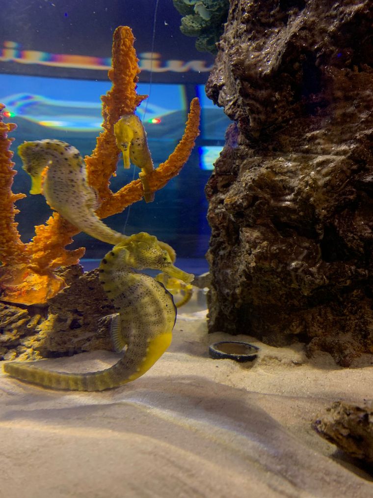 Acuario Oceánico, una de las grandes atracciones de Camboriú
